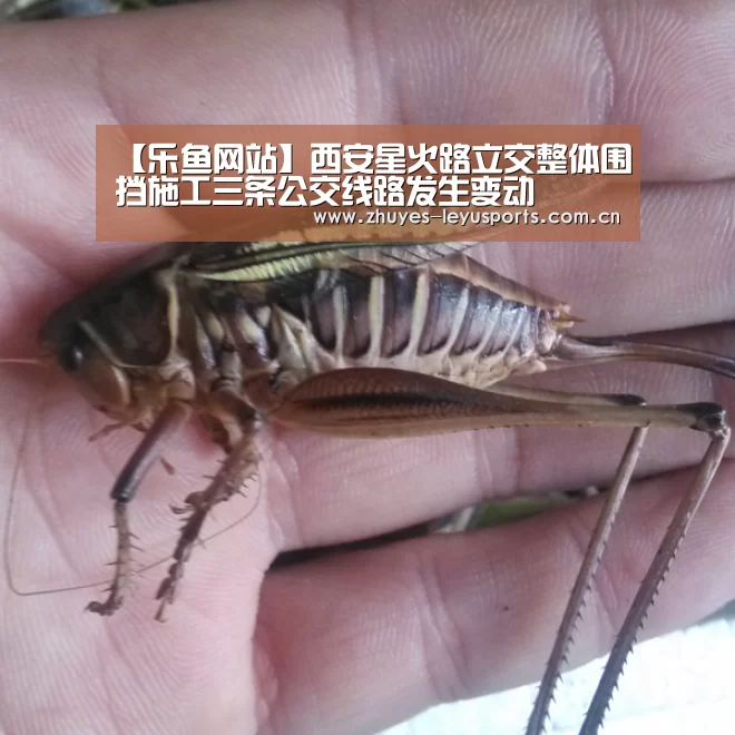 【乐鱼网站】西安星火路立交整体围挡施工三条公交线路发生变动(图1) 乐鱼体育
